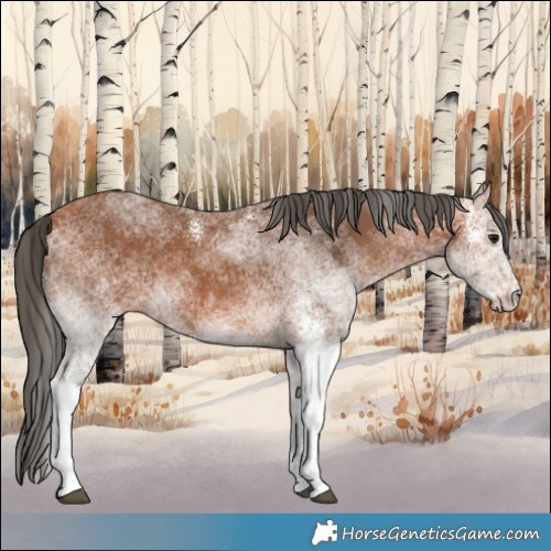 Horse Color:White Spotted Bay 