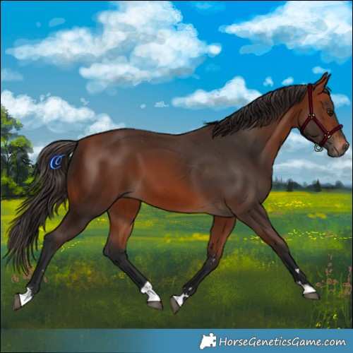 Horse Color:Bay 