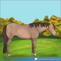 Horse Color:Amber Champagne Rabicano 