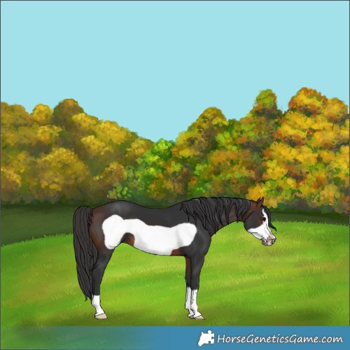 Horse Color:Brown Frame