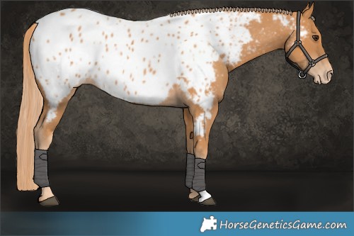 Horse Color:Chestnut Appaloosa 