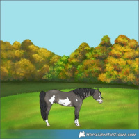 Horse Color:Grullo Frame