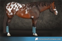 Horse Color:Bay Blanket 