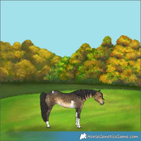 Horse Color:Buckskin Tobiano 
