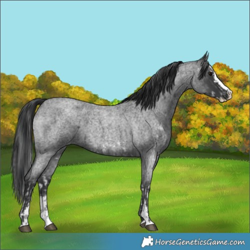Horse Color:Blue Roan Sabino Splash  and Blue Roan Sabino Splash 