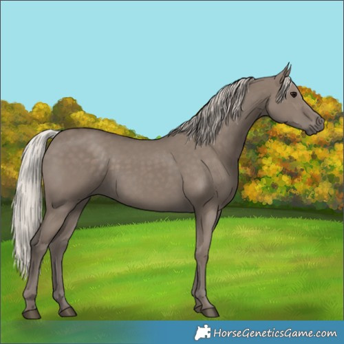 Horse Color:Silver Grullo 