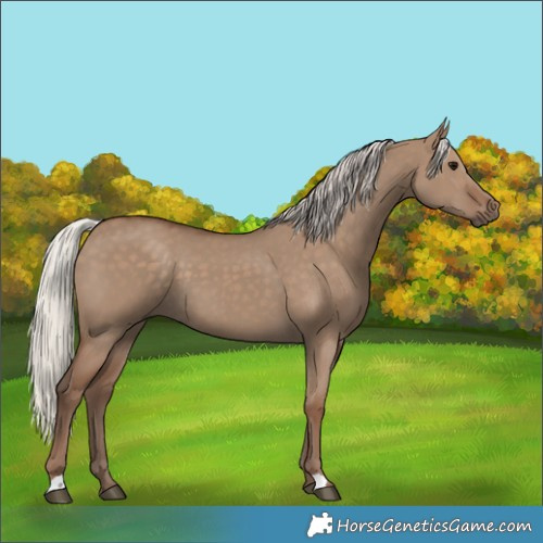 Horse Color:Silver Grullo