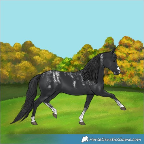 Horse Color:Unknown 