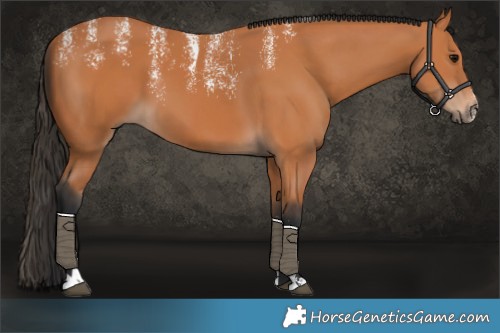 Horse Color:Powder White Bay 