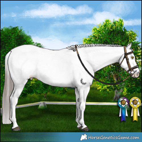 Horse Color:White Spotted Bay Merle Appaloosa 