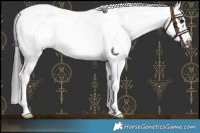 Horse Color:White Spotted Smoky Black Merle Frame
