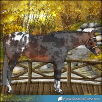 Horse Color:Bay Merle Tobiano Blanket