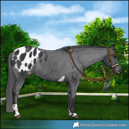 Horse Color:Black Tobiano Appaloosa 