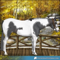 Horse Color:Brown Merle Tobiano Frame Varnish 