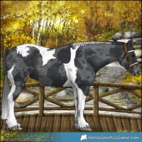 Horse Color:Black Merle Tobiano Varnish