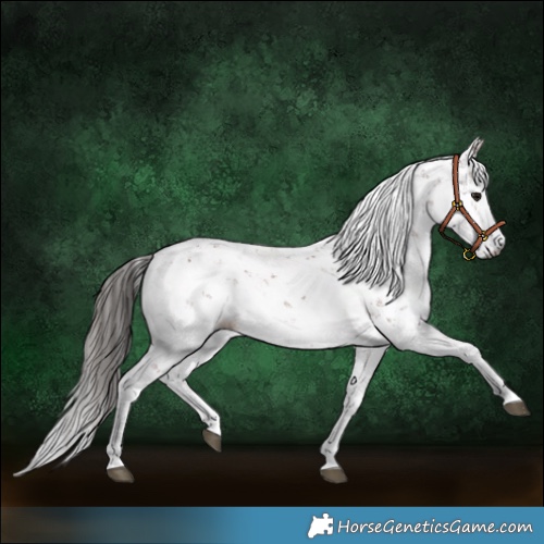 Horse Color:Gray Bay Sabino 