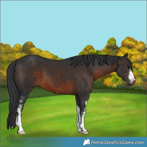 Horse Color:Brown Sabino 