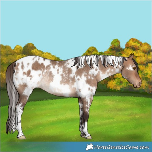 Horse Color:White Spotted Bay Dun Appaloosa Rabicano 