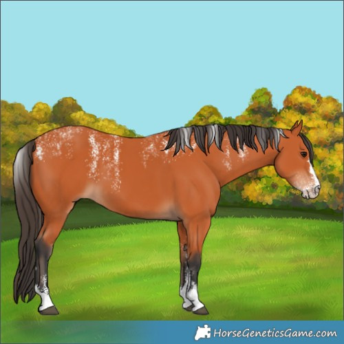 Horse Color:Powder White Bay 