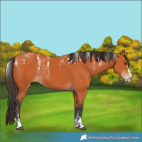 Horse Color:Powder White Bay 