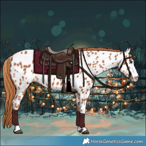 Horse Color:Chestnut Appaloosa 