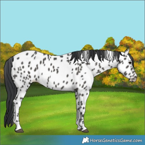 Horse Color:Black Appaloosa 