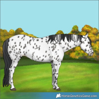 Horse Color:Black Near Leopard 