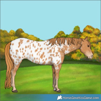 Horse Color:Chestnut Near Leopard 