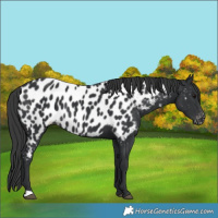 Horse Color:Black Near Leopard