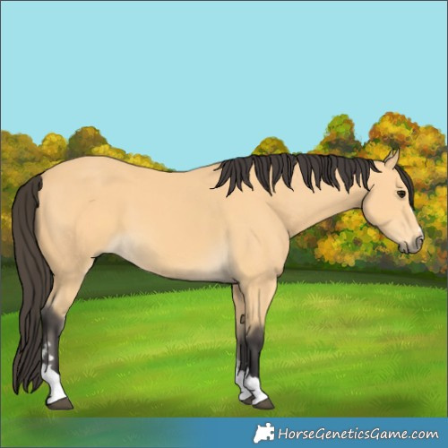 Horse Color:Buckskin