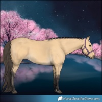 Horse Color:Buckskin 