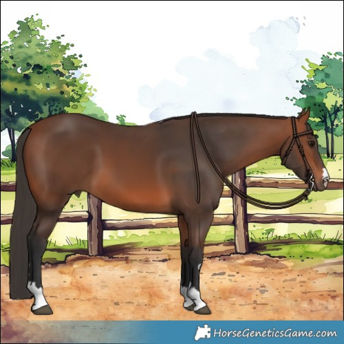 Horse Color:Bay 