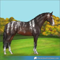 Horse Color:Powder White Brown Skewed Appaloosa 