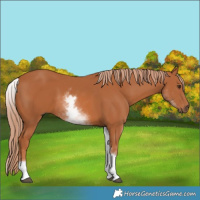 Horse Color:White Spotted Chestnut