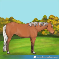 Horse Color:Silver Bay 