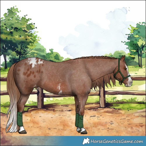 Horse Color:Chestnut Sabino Splash Appaloosa 