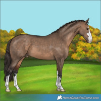 Horse Color:Brown Dun Skewed Appaloosa 