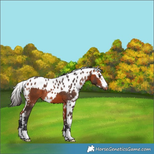 Horse Color:Bay Skewed Appaloosa 