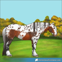 Horse Color:Bay Skewed Appaloosa 