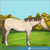 Horse Color:Unknown 