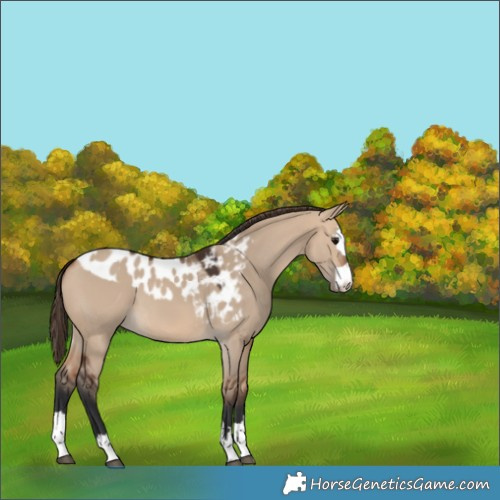 Horse Color:Bay Dun Skewed Appaloosa 