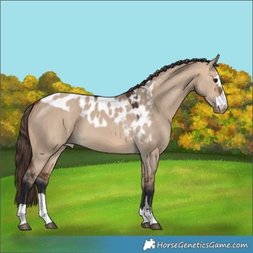 Horse Color:Bay Dun Skewed Appaloosa