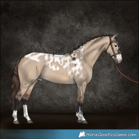 Horse Color:Bay Dun Skewed Appaloosa 