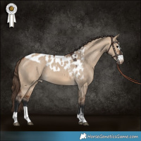 Horse Color:Bay Dun Skewed Appaloosa