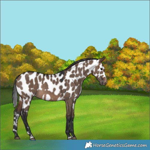 Horse Color:Brown Dun Skewed Appaloosa 