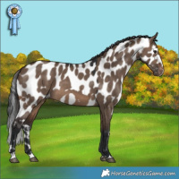 Horse Color:Brown Dun Skewed Appaloosa 