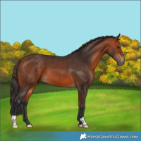 Horse Color:Bay 