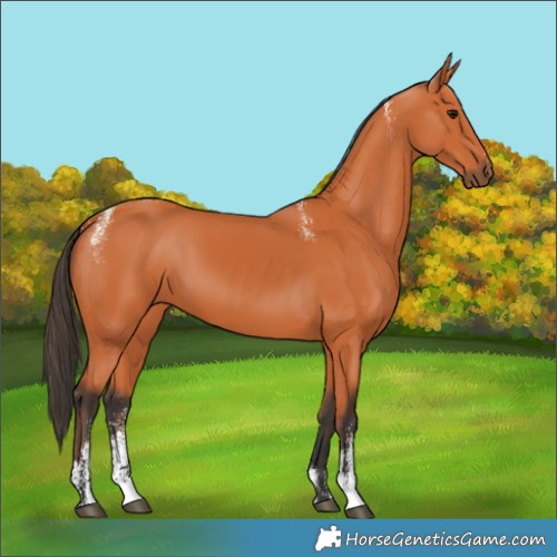 Horse Color:Powder White Bay 
