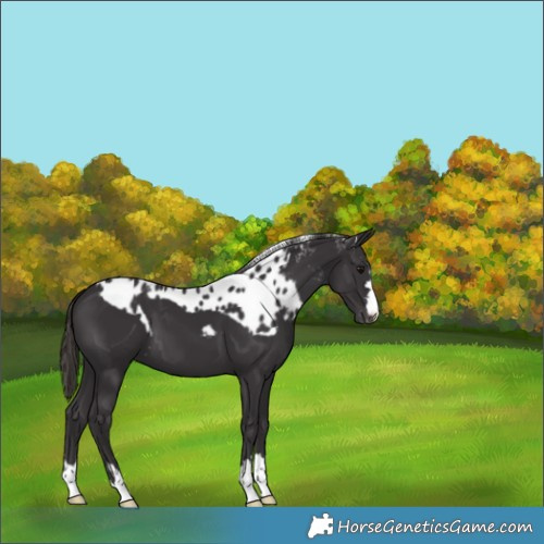 Horse Color:Smoky Black Skewed Appaloosa 