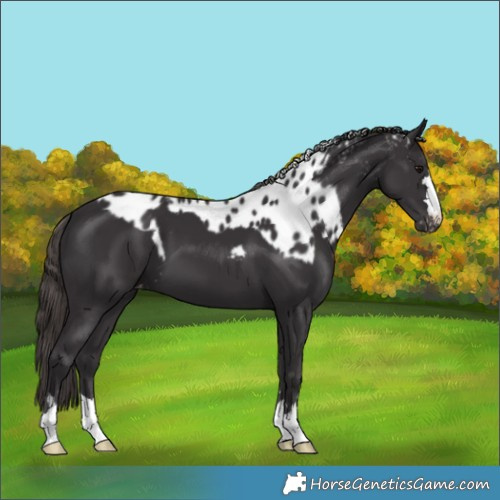 Horse Color:Smoky Black Skewed Appaloosa